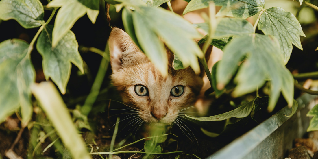 AirTags for Cats: Do They Work on Cat Collars? A Cat Mum's Personal Review