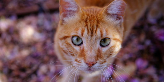 Breakaway Cat Collars: Everything You Need to Know to Keep Your Cat Safe