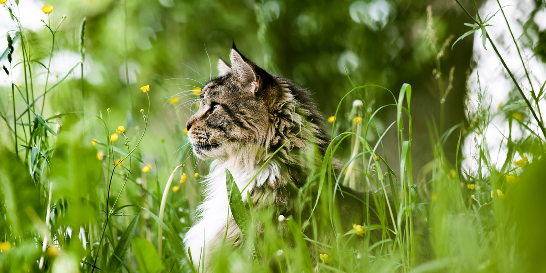 Choosing the Best Collar for a Cat Who Loves Exploring Outdoors