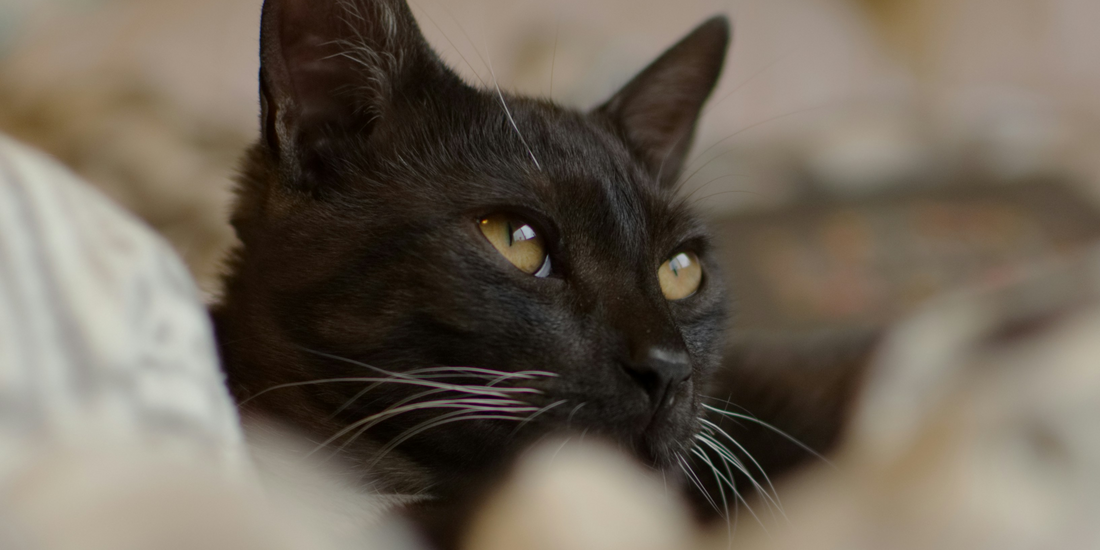 Cat Accessories: How to Choose the Perfect Cat Collar