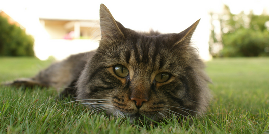 Weather-Resistant Cat Collars: The Best Choice for Outdoor Cats