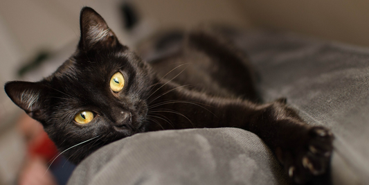 What Colour Collar Should I Get for My Cat?