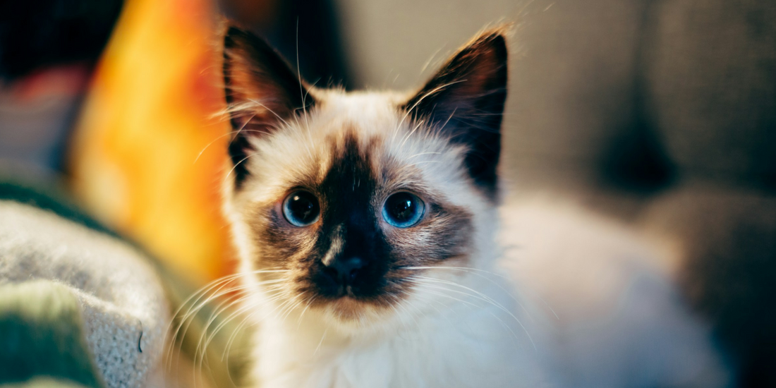 When Can Kittens Start Wearing Collars?